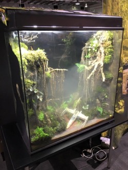 archiemcphee:  Because sometimes what you need most is a Dagobah swamp terrarium, complete with Luke Skywalker’s crashed X-wing starfighter. This geektastic scene was created by Adrian at Amazing Amazon, an aquarium and exotic reptile store in Glen