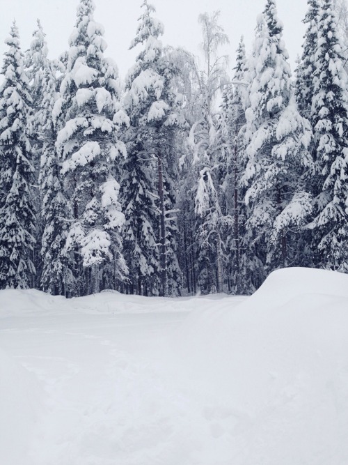 Porn earthiling:Over half a metre of snow in Northern photos