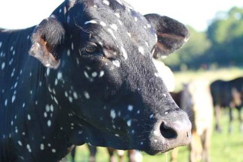 dairyisntscary:honeymushroom:Celeste the cowLOOK at this beautiful creature