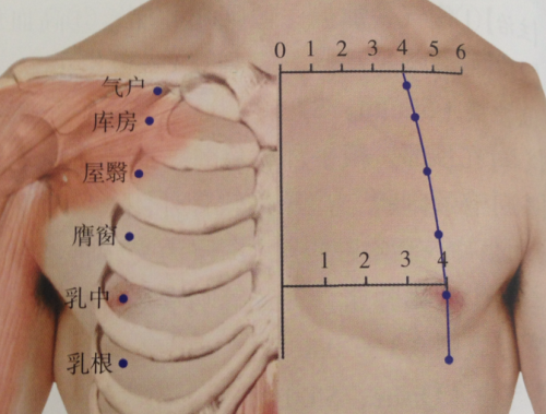 I really like the way these textbooks show points as they fit with musculature and bone, highlighted