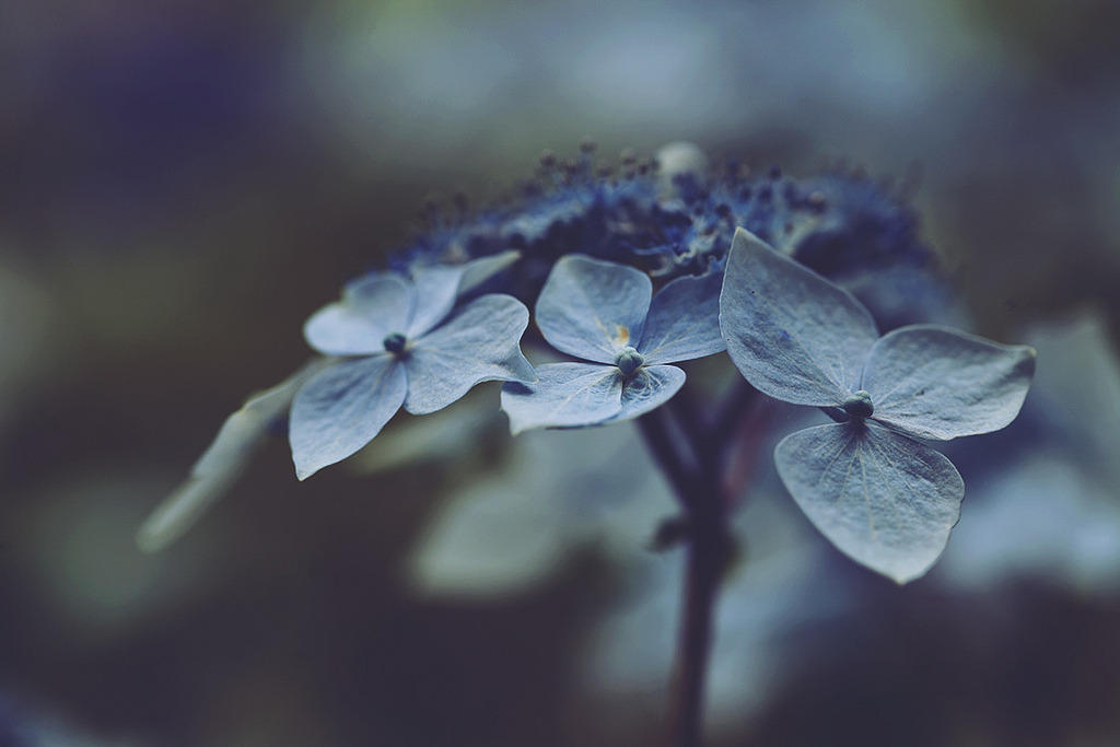 atraversso:  Beautiful flowers by Mary Parker 