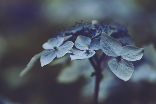 XXX atraversso:  Beautiful flowers by Mary Parker photo