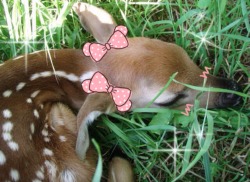 littlegrll:  i edited this cute picture of a fawn for you all n-n they’re so beautiful 