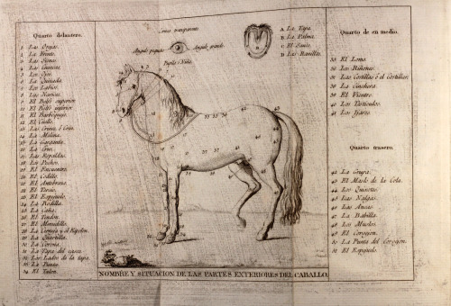 Ensayos Sobre Los Verdaderos Principios De La Equitacion[Essays on the true principles of Horsemansh