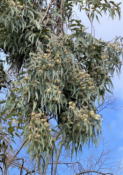 Eucalyptus cephalocarpaThere are hundreds of species in the genus Eucalyptus, and the great majority