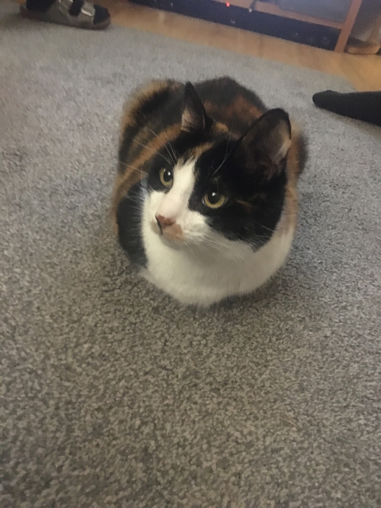 A List Of Names I Call My Cat On Tumblr a-list-of-names-i-call-my-cat-on-tumblr