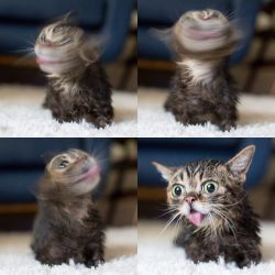 awwww-cute:  Derpy Lil Bub (Source: http://ift.tt/1Gm8oMc)