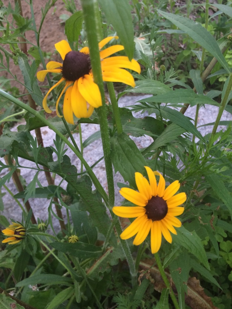 Plants and friends. Yellow.