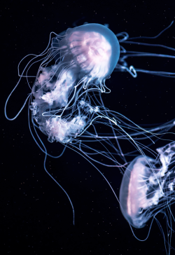 johnnybravo20:Jellyfishes (by Paul Laminack)