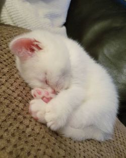 babyanimalgifs:  Sleepy kitty.