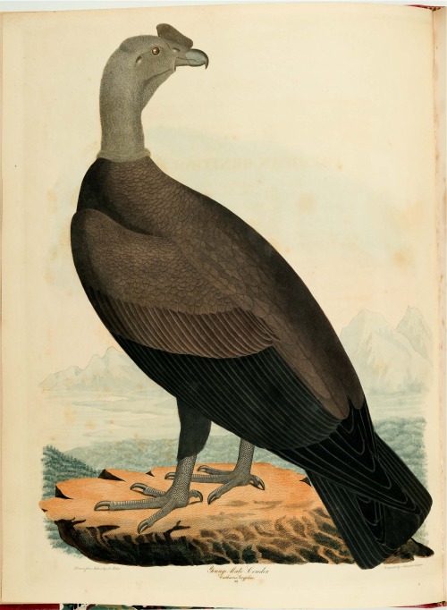From: Bonaparte, Charles Lucian, 1803-1857. American ornithology, or, The natural history of birds i