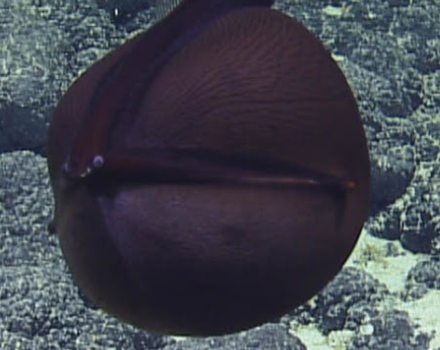 space-australians:  noaasanctuaries:  noaasanctuaries:  How did the gulper eel get its name? It’s easy to see here! The crew of the E/V Nautilus spotted this gulper eel (Eurypharynx pelecanoides) while exploring the deep waters of Papahānaumokuākea