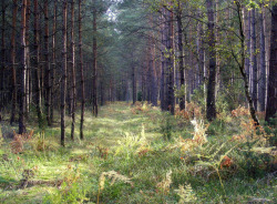 forbiddenforrest:  forest by halina-anna on Flickr.