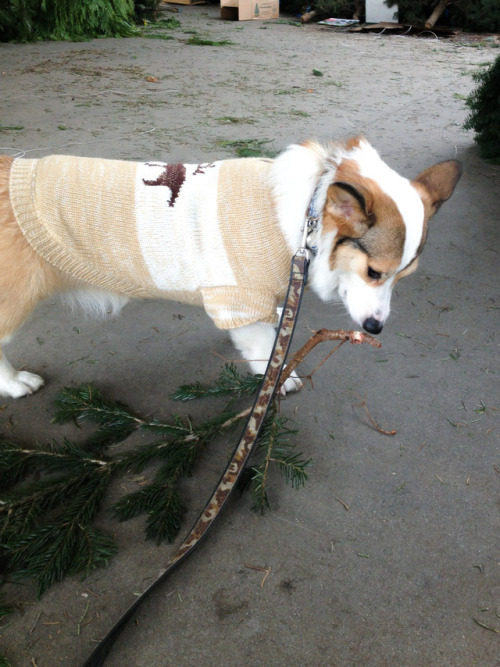 TBT to picking out my first Christmas tree! I really liked this one, but my pawrents went with somet