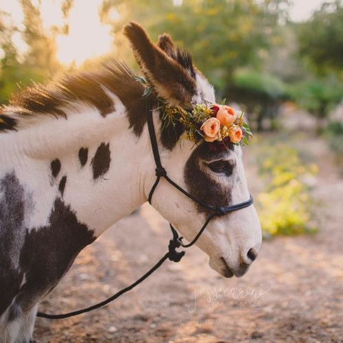 ainawgsd:Donkeys with Flower Crowns