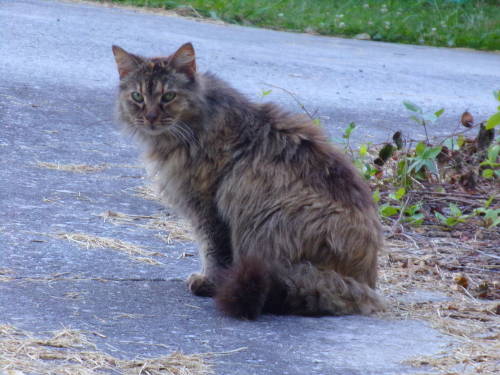 calico-dan:Say hello to Scrappy Cat! I found out her owner died so out of desperation she found hers