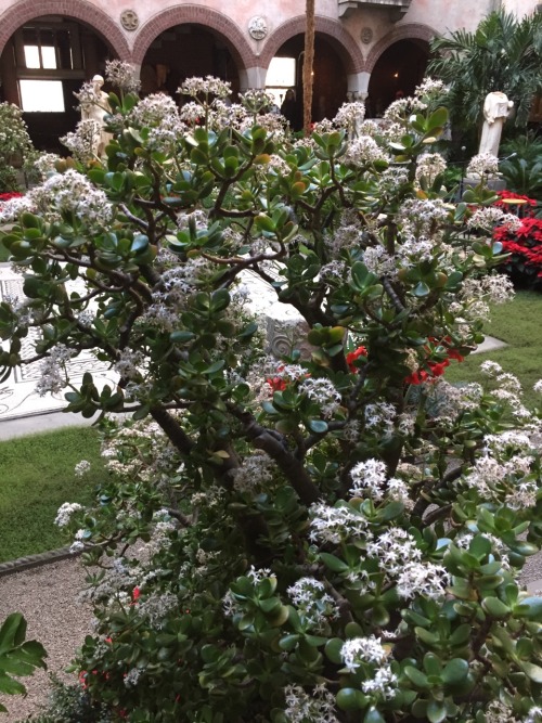 Flowering Jade