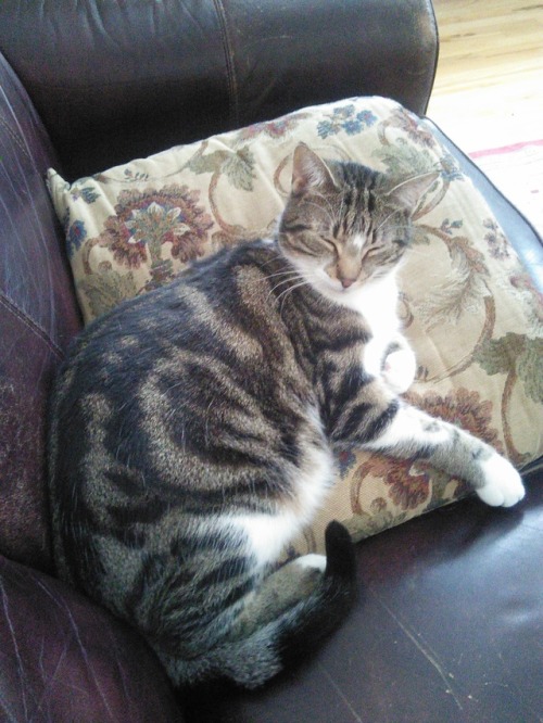 i-justreally-like-cats-okay:Sitting on a cushion like a prince.