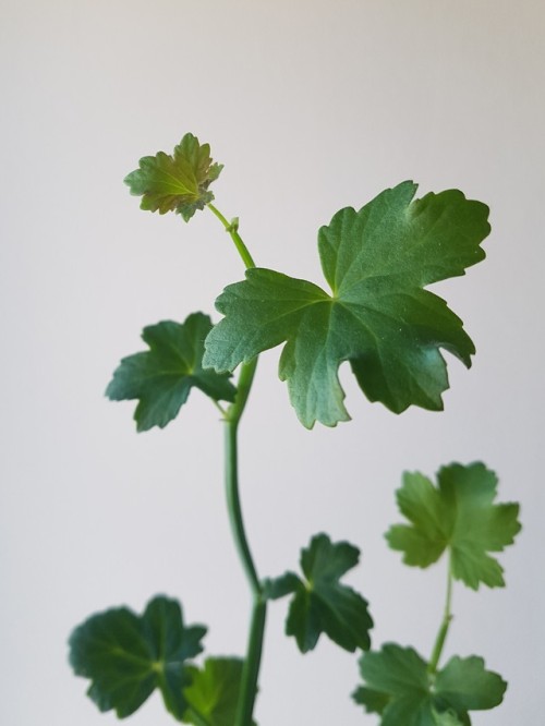 I tried growing pelargonium tetragonum about a year ago but failed miserably, the plant started rott