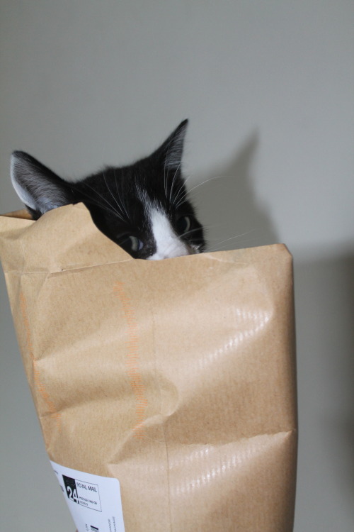 derpycats:  Would anybody like me to mail them a kitten? 