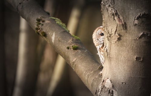featheroftheowl:  Peek boo by Rich Himself