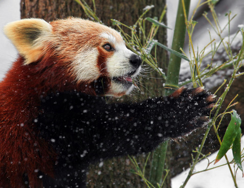 littlemissmutant: earthandanimals: The last green leaf Photo by Klaus Wiese HALLO