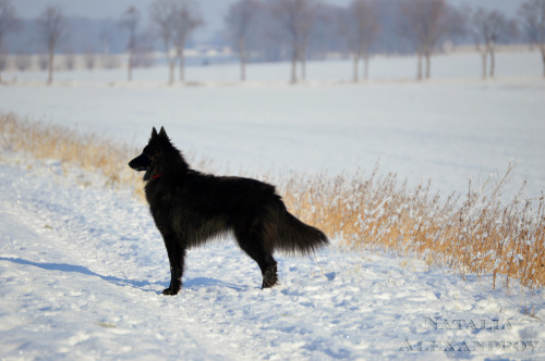 dogsaremypatronus: “Dogs are the patron saints of the wounded, the guardians of the down-trodd