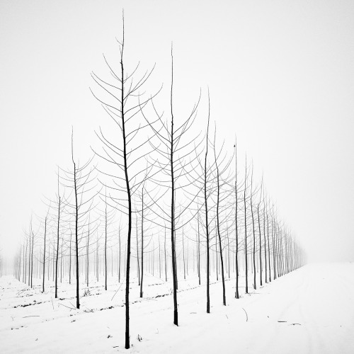 itscolossal:Black and White Photographs Capture the Striking Appearance of Bare Trees Against Snow-F