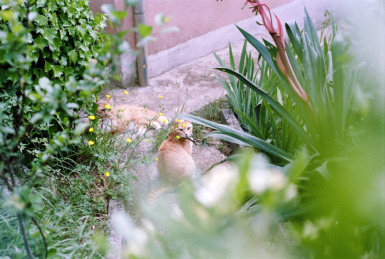 French Fiviera Tumblr Gallery french-fiviera-tumblr-gallery