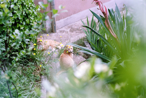 les chats de provencekodak portra 160nikkor 50mm f/1.8D