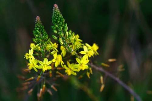 Spotted these yellow flowers in a garden near Dana Hills Park in Clayton. Anyway, I was not familiar