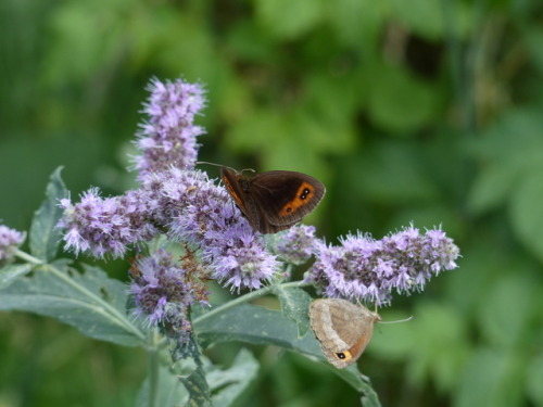 Scotch argus (Erebia aethiops) on Horse mint (Mentha longifolia)