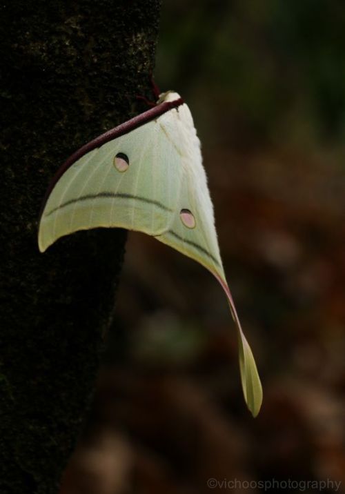 silvaris: Luna moth by vishnu vichu 