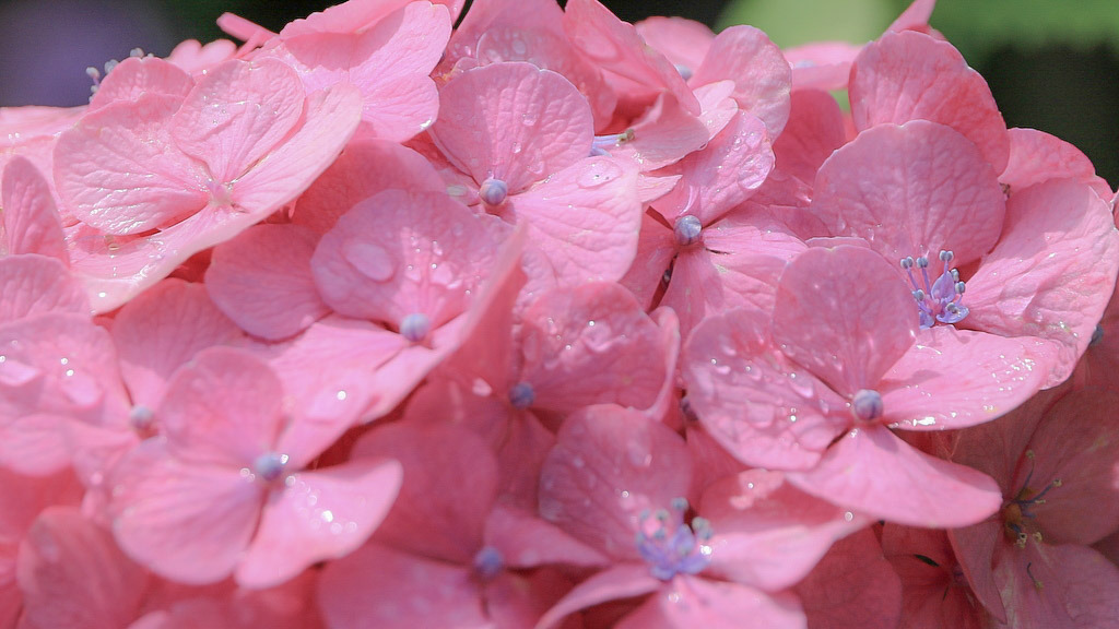 todayintokyo:Rainy season hydrangeas