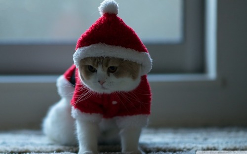 I want to cover my walls in Christmas cat pictures. 