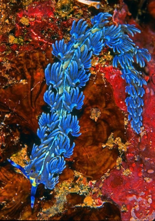 darkandlonelywaters:  magicofoceans:  “There are over 3,000 known species of nudibranchs, and scientists estimate that only half have been discovered so far. The creatures soft-body and short life span of 1 year make it possible for many of them to