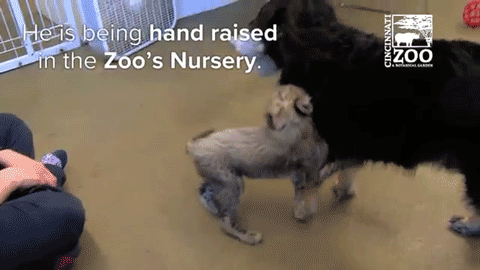 sizvideos:  This cheetah cub’s best friend is a dog - Full video 
