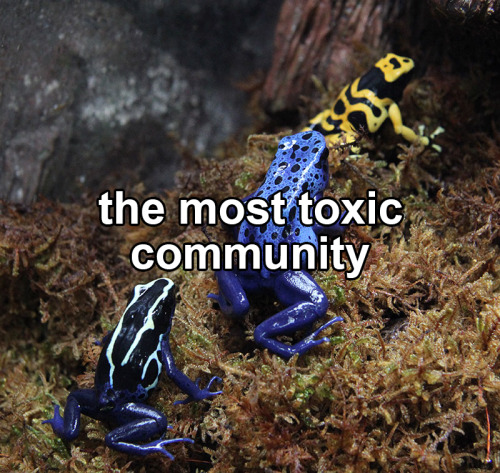 kfcmurderboyz:Image Description: Three poison dart frogs, labeled, “the most toxic community.&