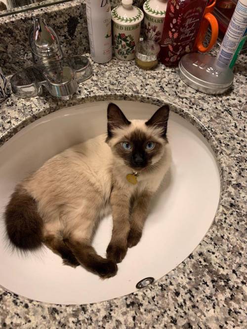 “This is Ramona. Ramona likes sinks.”(Source)