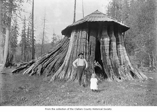 collective-history:Cedar tree stump hut used as the Post Office in Elwha, Washington. ca 1900 