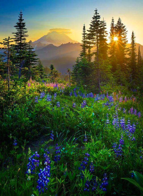 Mount Rainier Sunburst ~ The Sun Is Setting Behind Mount Rainier From The Tipsoo Lake Area ~ Inge Johnsson