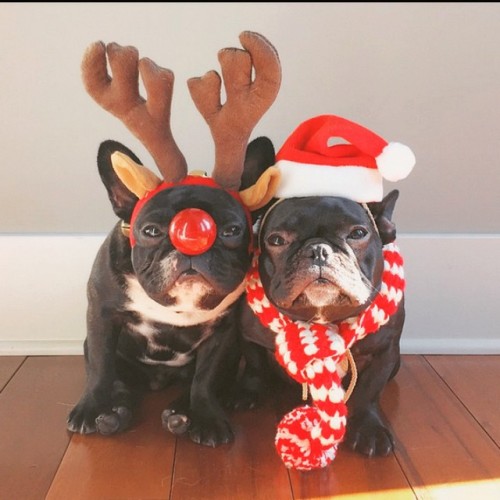 Happy Holidays lovelies! Artsy besos, #RBATC #uptownnyc #doggielove #frenchies #xmas #tistheseason (