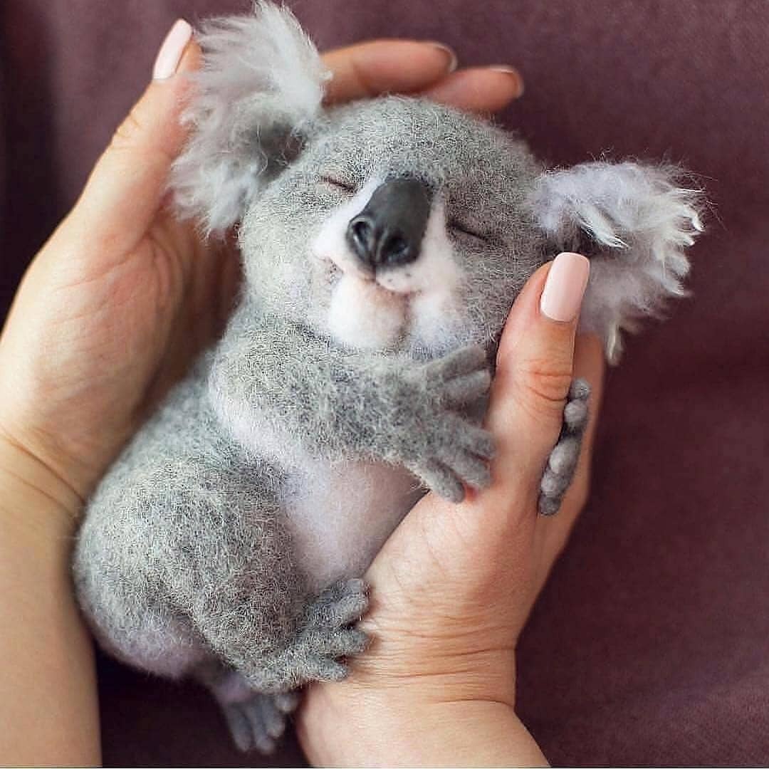 Only Cute Animals What Would You Name Him Sweet Baby Koala Dreams