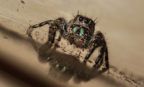 So, for Save a Spider Day on March 14th - I saved a spider.  This is a local Phidippus audax who was