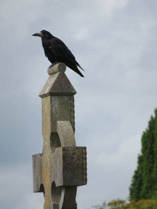 gravemattersguru: St. Ibar’s Cemetery, Crosstown, Co. Wexford, Ireland. Photo taken 17 July 2018.      