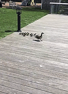 tastefullyoffensive:No one left behind. [video]