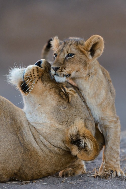 big-catsss: (by Shem Compion)