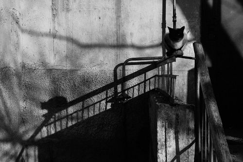 Evgeniya Gor (Kazakh, based Astana, Kazakhstan) - She photographs the homeless cats of Kazakhstan, P