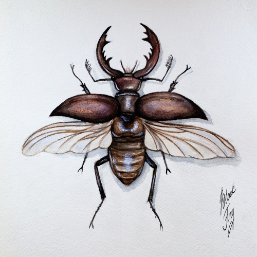 stag-beetle