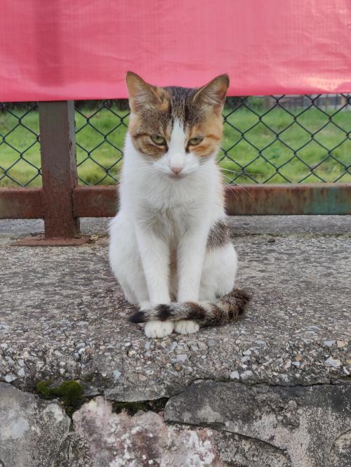 Supermodelcats:  A Cat I Found In My College